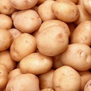 Продам картофель семенной фото