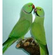 Ожереловые попугаи фото