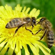 Матки пчелиные серой горной породы двух видов фото
