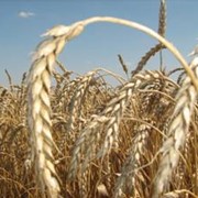 Пшеница озимая
