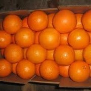 Апельсины оптом фотография