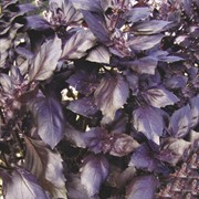 Семена Базилик фиолетовый Москворецкий Семко фото