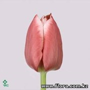 Тюльпан Charmeur фото