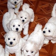 Бишон Фризе Мальчики и девочки фото