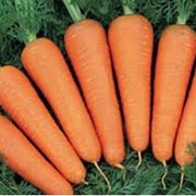 Морковь Без Сердцевины фото