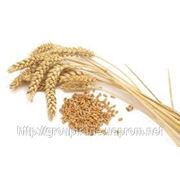 Закупка пшеницы 2-го класса (СРТ) (с 15.07) фото