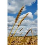 Закупка пшеницы 6-го класса (СРТ) (с 15.07) фотография