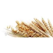 Пшеница кормовая Крым фотография