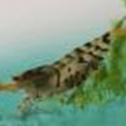 Креветка тигровая (Caridina cf. cantonensis Tiger Shrimp)