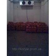 Хранение сельхозпроукции в холодильнике в Гнивани фото