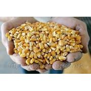 Закупка кукурузы фуражной (СРТ) фотография