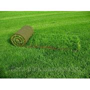 Газон посівний, рулонний фото