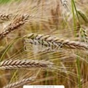 Озимая пшеница Мироновская 65 фото