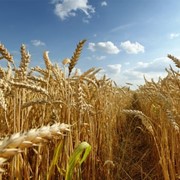 Трэйдеры пшеницы в Казахстане фото