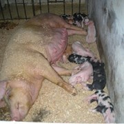 Свиньи в живом весе (мясная порода) фото