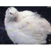 Яйцо инкубационное перепелиное породы “Фараон американский альбиностический (Техасец)“ фото
