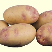 Сорта сертифицированного семенного картофеля фото
