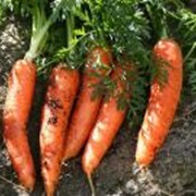Морковь домашняя фото