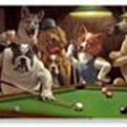 Постер Dogs&Billiard фотография