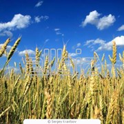 Пшеница на экпорт