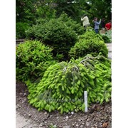 Ель обыкновенная Picea abies Inversa 60-80cm,bal
