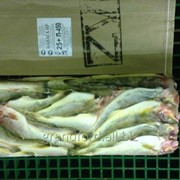 Рыба Навага 15-20 см фото