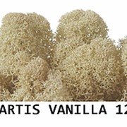 Стабилизированный мох. Цвет Artis Vanilla 12