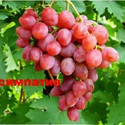 Саженцы винограда Виктор-2 (Симпатия) оптом фотография