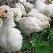 Домашний цыпленок оптом - порода бройлер Кобб - 500