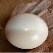 Яйцо страусиное столовое