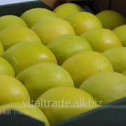 Яблоки Голден Делишес (Golden Delicious)