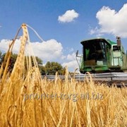 Услуги по уборке зерновых культур фото