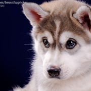 Приму в дар или куплю недорого щенка сибирской хаски фото