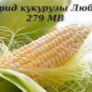 Гибрид кукурузы Любава 279 МВ фото