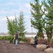 Крупномерные посадки фото