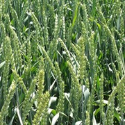 Пшеница Сорт Антонина