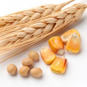 Зерно кукурузы, пшеницы и сою не ДСТУ