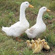 Утки Медео, Мускусные, Белые хохлатые, Индийские бегуны фото