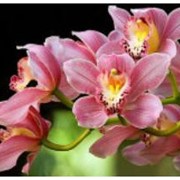 Цимбидиумы. Орхидеи в Украине, Киев оптом, розница