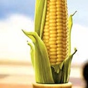 Семена кукурузы СИ Вералия фотография