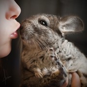 Шиншилла стандартного окраса, разного возраста фото