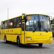 Автобусы школьные фотография