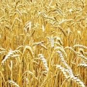 Культуры зерновые пшеница зерно фуражное продам фото