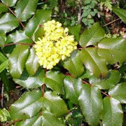 Магония падуболистная Mahonia aquifolium фото