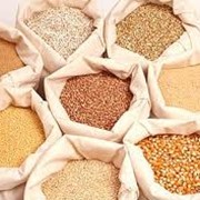 Зерно, зерновые на экспорт фотография