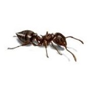 Дезинсекция- борьба с муравьями