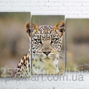 Модульна картина на полотні Леопард код КМ100160-092 фото