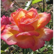 Саженцы роз, Мануэла фото