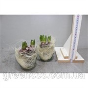 Композиция из гиацинтов -- arrangements Hyacinthus фото