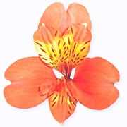 Срезанный цветок Альстромерия Salmon Bay фото